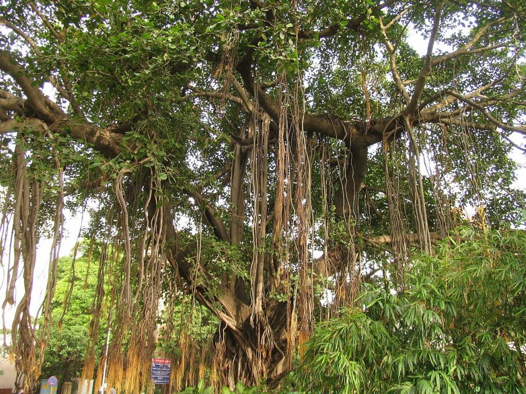 Баньян - дерево з найбільшою у світі площею крони