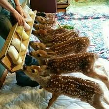 Файл:IMG 1967.jpeg