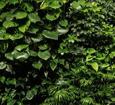 Файл:Зеленастий 1.jpg