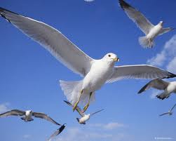 Файл:Images (1)самиисчівчіа.jpg