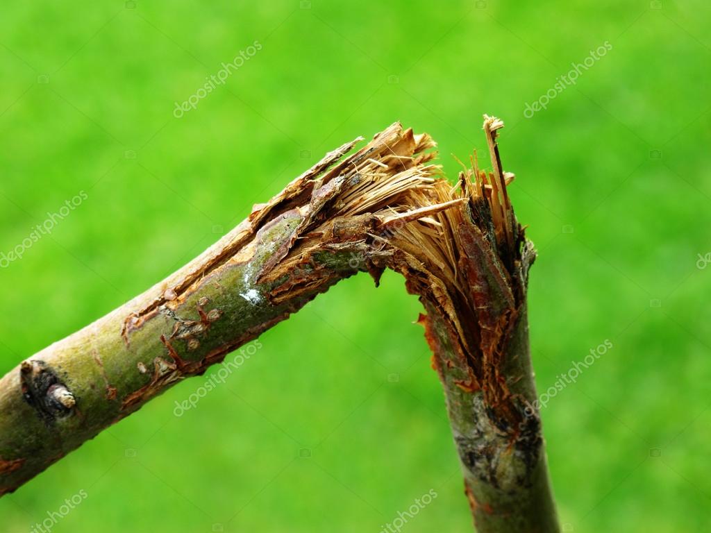 Depositphotos 29143951-stock-photo-broken-branch.jpg