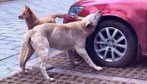 Файл:Огризати 12.04.jpeg