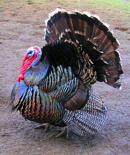 260px-Male north american turkey supersaturated.jpg