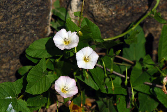 Файл:Convolvulus arvensis6.jpg