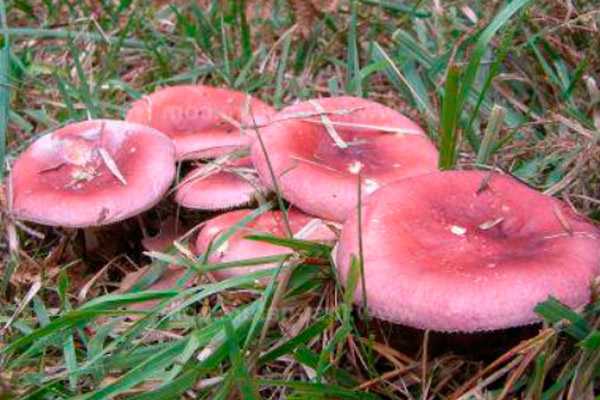 Файл:Блювак 2.jpg