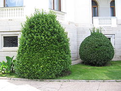 Кущ сформований.jpg