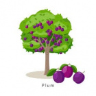 Слива англійською.jpeg