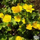 Caltha Palustris.jpg