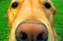Собачий ніс.jpg