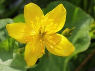 800px-Dotterbloem (Caltha palustris subsp. palustris).jpg