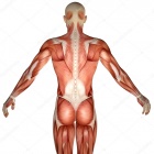 Depositphotos 120968070-stock-photo-3d-human-anatomy-torso-back.jpg