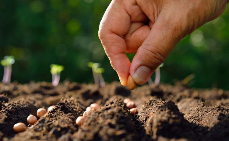 Файл:Сіяти. 12.04.2024.jpg