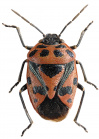 Eurydema ornata2.jpg