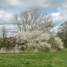 Blackthorn ot Sloe (Prunus spinosa) - geograph.org.uk - 1239757.jpg
