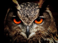 Owl-50267 640.jpg