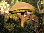 Boletus081024.jpg