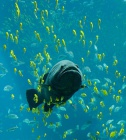 541px-Georgia Aquarium - Giant Grouper edit.jpg