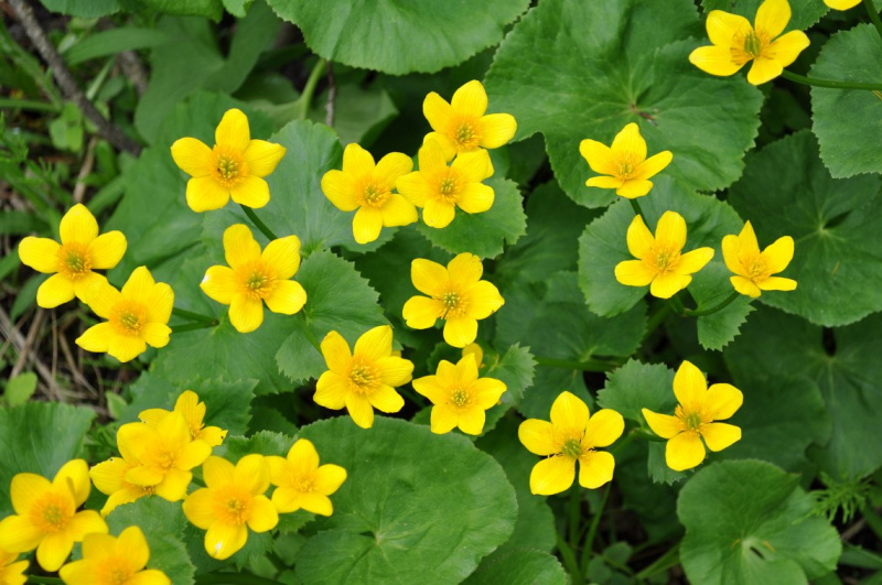 Файл:Лотай 13 04 2025 21 38.jpg