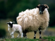 Blackface-Sheep-Scotland.jpg