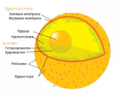 Diagram human cell nucleus uk.svg.png