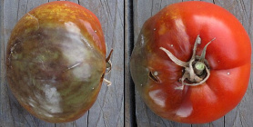 Tomato with Phytophthora infestans.jpg