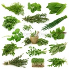 Depositphotos 5451549-Fresh-herbs-collection.jpg