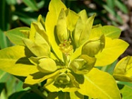 Euphorbia jacquemontii 3.jpg