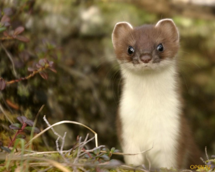 Файл:1335783226 8x10-z-ermine-aimg 1505-1024x819.jpg