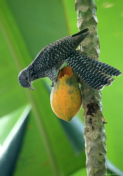 Файл:Jacobin cuckoo.jpg