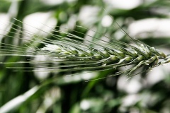 1024px-Wild rye.jpg