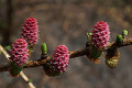 180px-Larix-decidua 0043 S.jpg