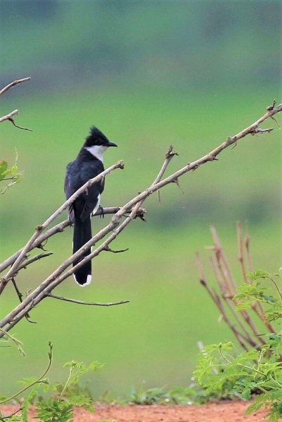 Файл:Asian koel female.jpg