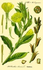 220px-Illustration Oenothera biennis0.jpg