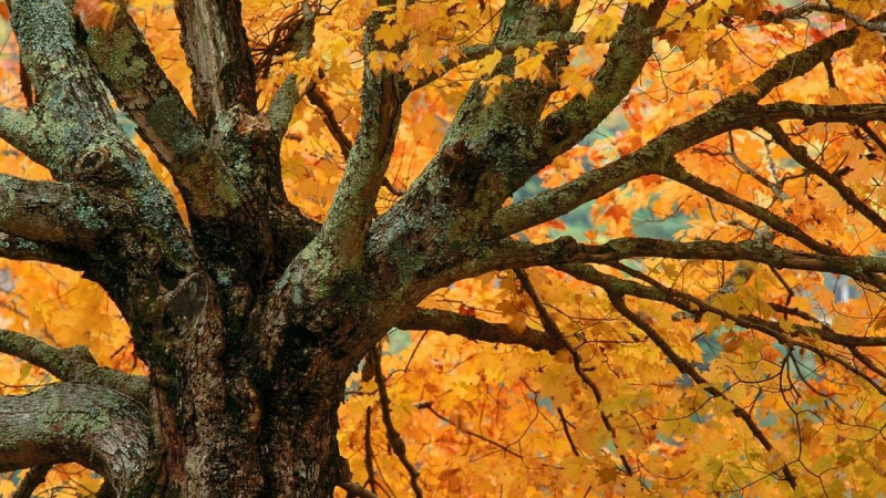 Файл:402704 1.jpg