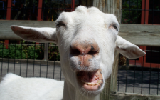 Goatcry.png