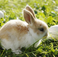 Cute rabbit.jpeg