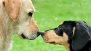 Two-dogs-touching-nosesintext.jpg