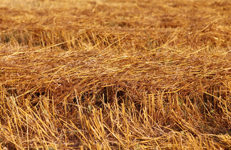 Файл:Soloma020426 4.jpg