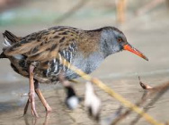 Ptashka 131025 1.jpg