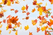 Depositphotos 126423028-stock-photo-autumn-leaves-are-falling.jpg