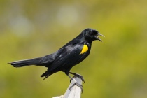 Yellow-shouldered-blackbird-221117.jpg