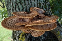 Polyporus-squamosus 02.jpg