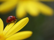 Ladybug-on-yellow-flower-wallpaper-1600x1200-537f95c837305.jpg