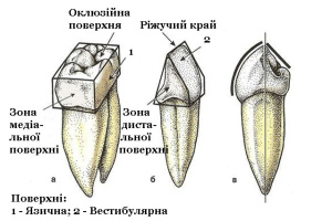 Поверхні 1.jpg
