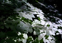 1024px-Light on Leaves, Muir Forest.JPG