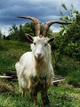 250px-Irish Goat.jpg