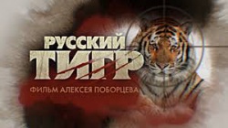 Русский тигр.jpg