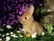 Funny Bunny.jpg