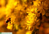 Honeybee 01.jpg