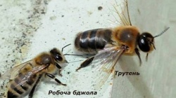 Truten-Apidae-sociales-678x381.jpg